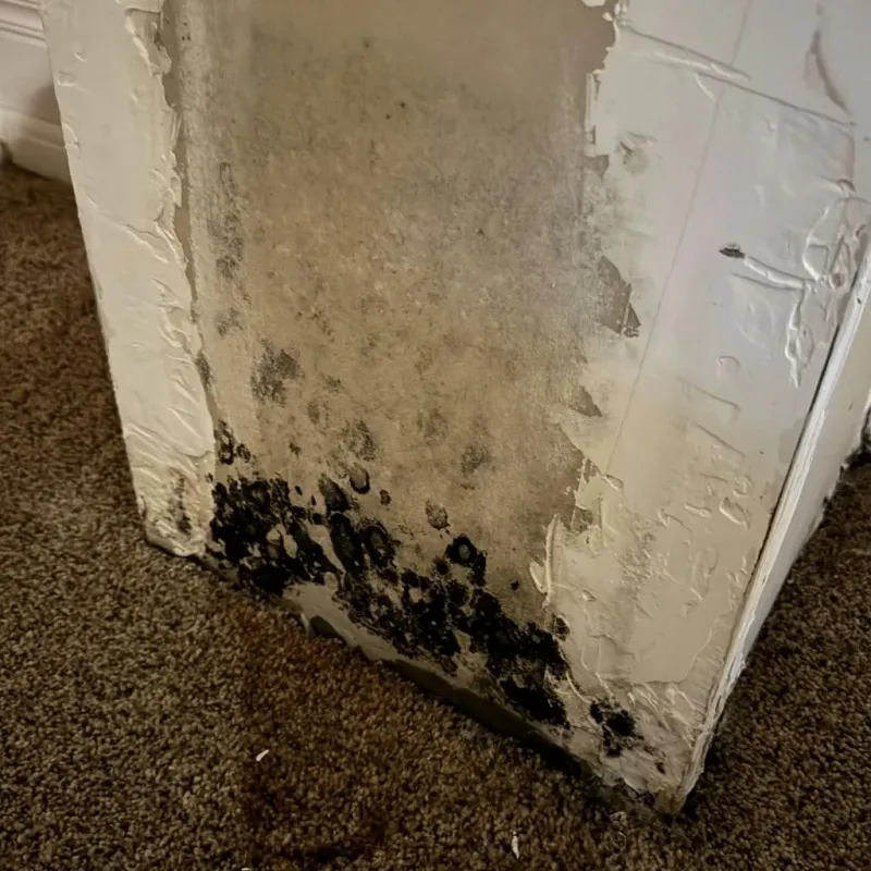 Professional Mold Removal in Leadville, CO